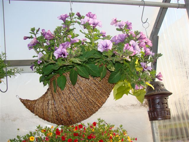 flowers-and-pots-08-017