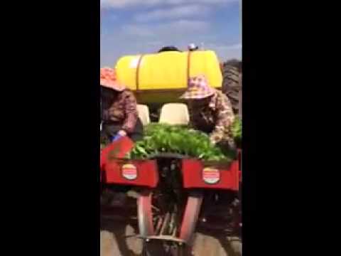 Planting Broccoli, Kale, Cabbage, Lettuce CSA Members